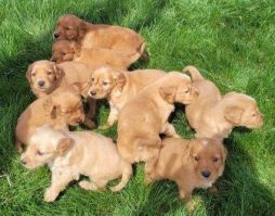 places to buy a golden retriever in hartford Crane Hollow Goldens