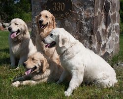places to buy a golden retriever in hartford Crane Hollow Goldens