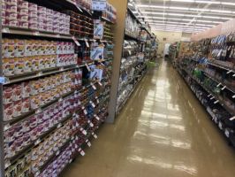 shops to buy dogs in hartford Pet Supplies Plus Wethersfield