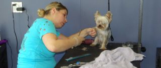 dog groomers in hartford The Plainville Pet Groomer