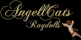 cat breeder new haven AngellCats Ragdolls