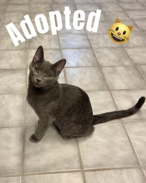 adoption agency new haven Greater New Haven Cat Project