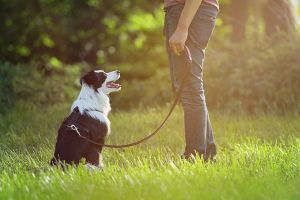 dog trainer new haven Camelot Dog Training