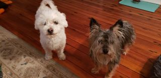 house sitter agency new haven Bed and Biscuits Overnight In Home Pet Sitting