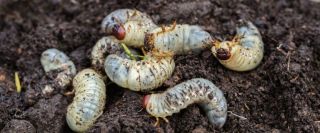 Grubs Are Not Your Buds: See What to do About These Pests