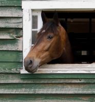 equestrian club stamford Mead Farm