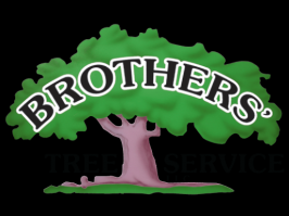 tree service waterbury Brothers' Tree Service LLC
