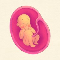 baby in womb